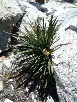 Image of <i>Senecio <i>comosus</i></i> var. comosus