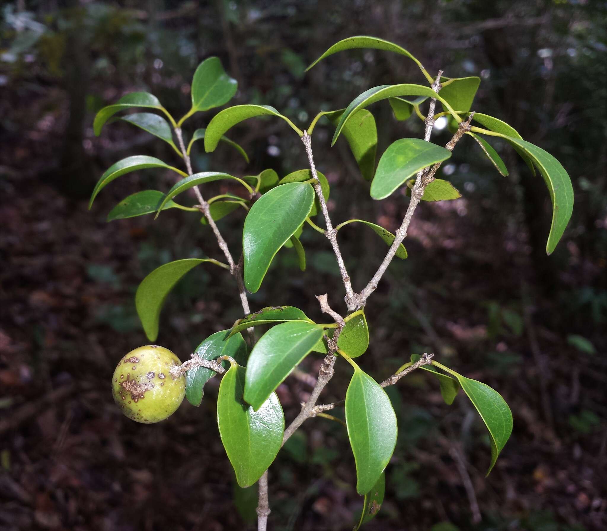 Image of Strychnos decussata (Pappe) Gilg