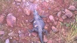 Image of Angel Island chuckwalla