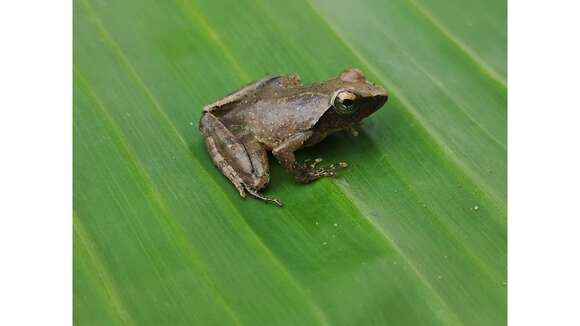 Imagem de Phrynobatrachus auritus Boulenger 1900