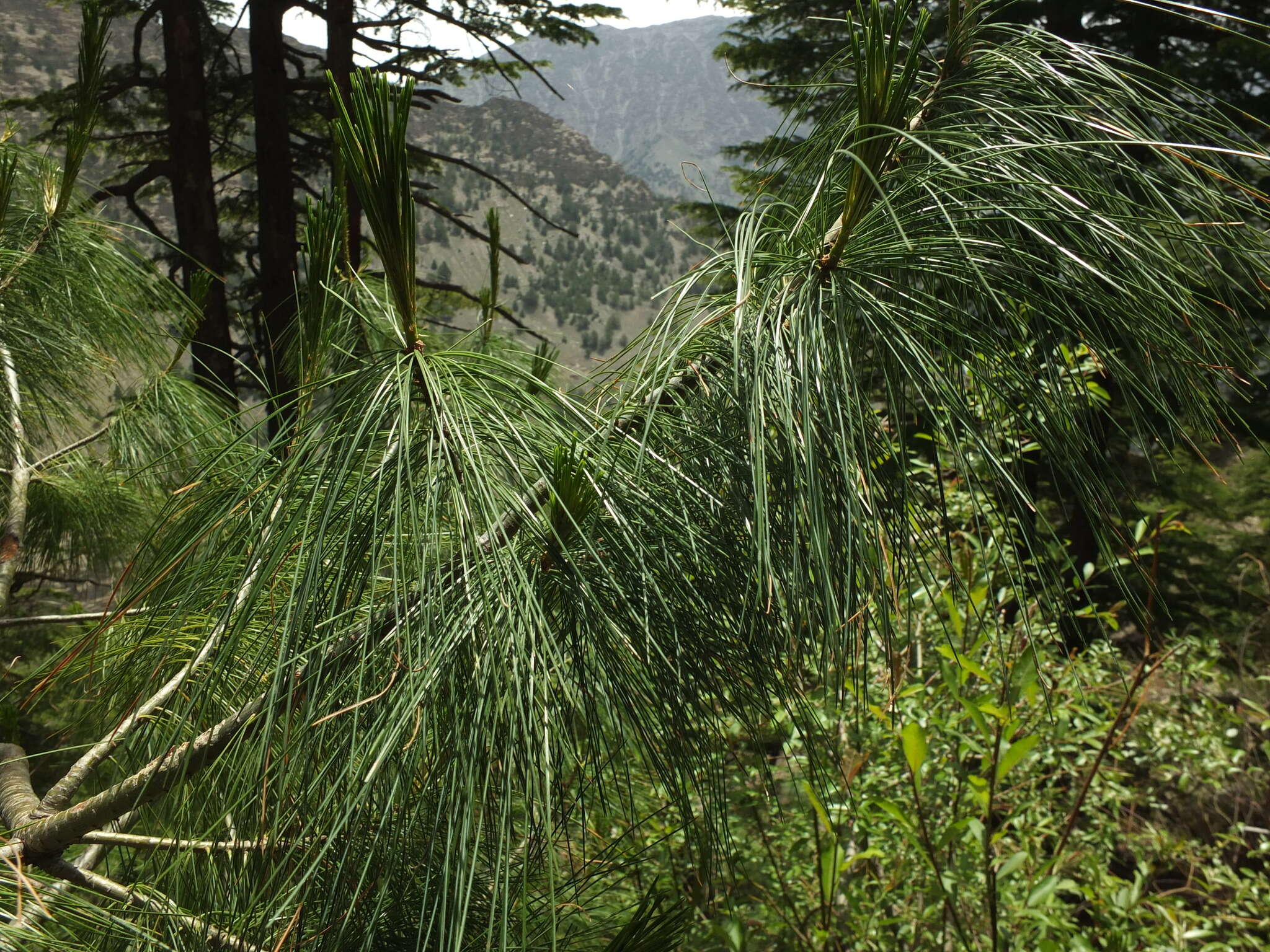 Image of Bhutan Pine