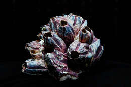 Image of titan acorn barnacle
