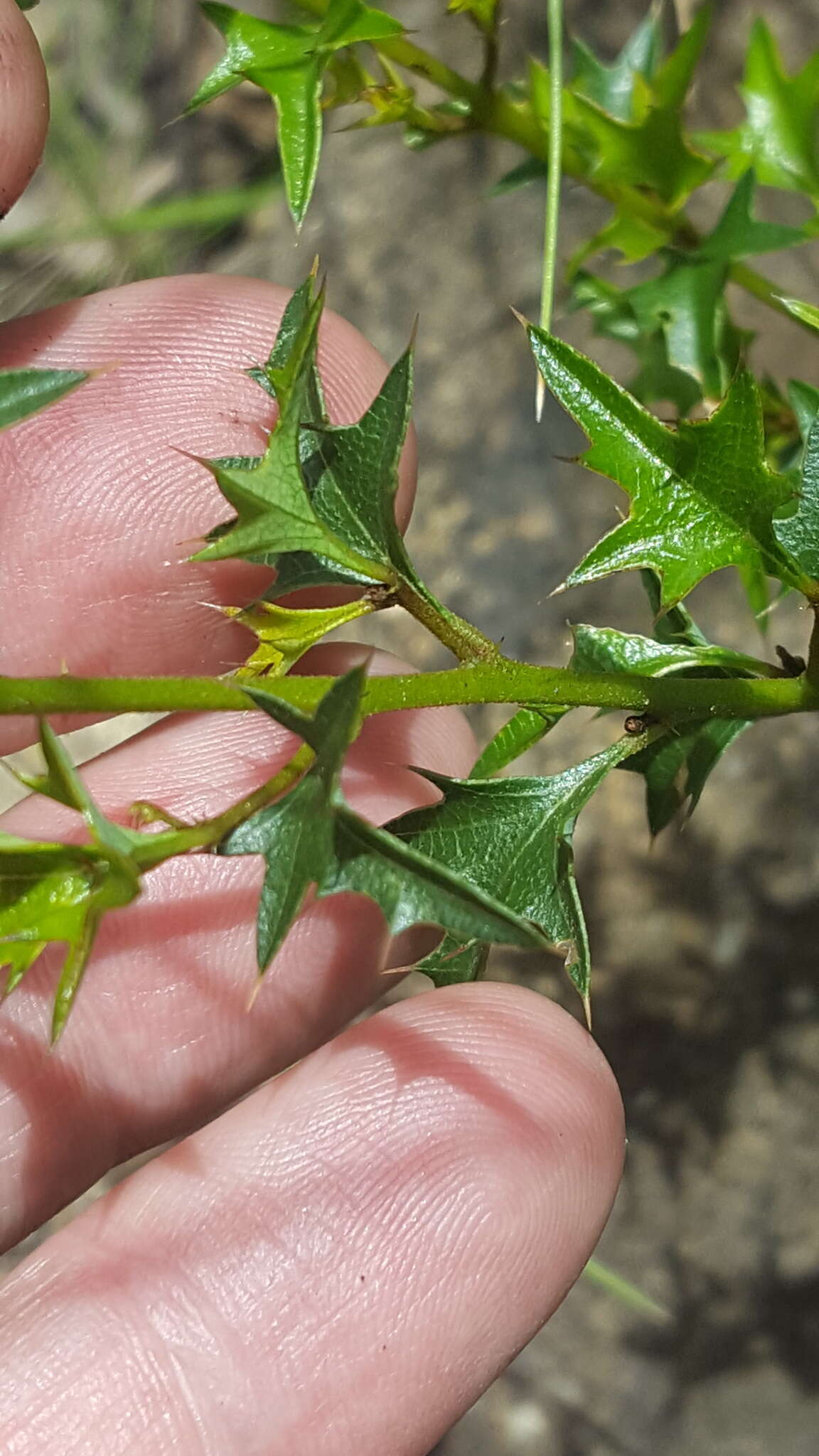 Image of Native Holly