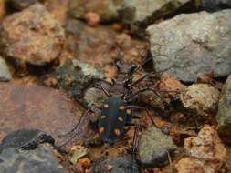 Image of Cicindela (Calochroa) safraneki (Werner & Wiesner 2008)