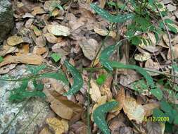 Passiflora mexicana A. Juss. resmi