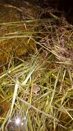 Image of Great Plains Narrowmouth Toad