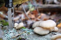 Image of Pleurotus populinus O. Hilber & O. K. Mill. 1993