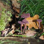 Image of Laccaria amethystina Cooke 1884