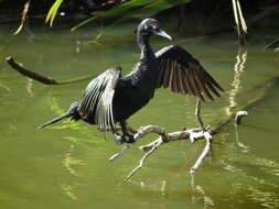 Plancia ëd Phalacrocorax sulcirostris (Brandt & JF 1837)