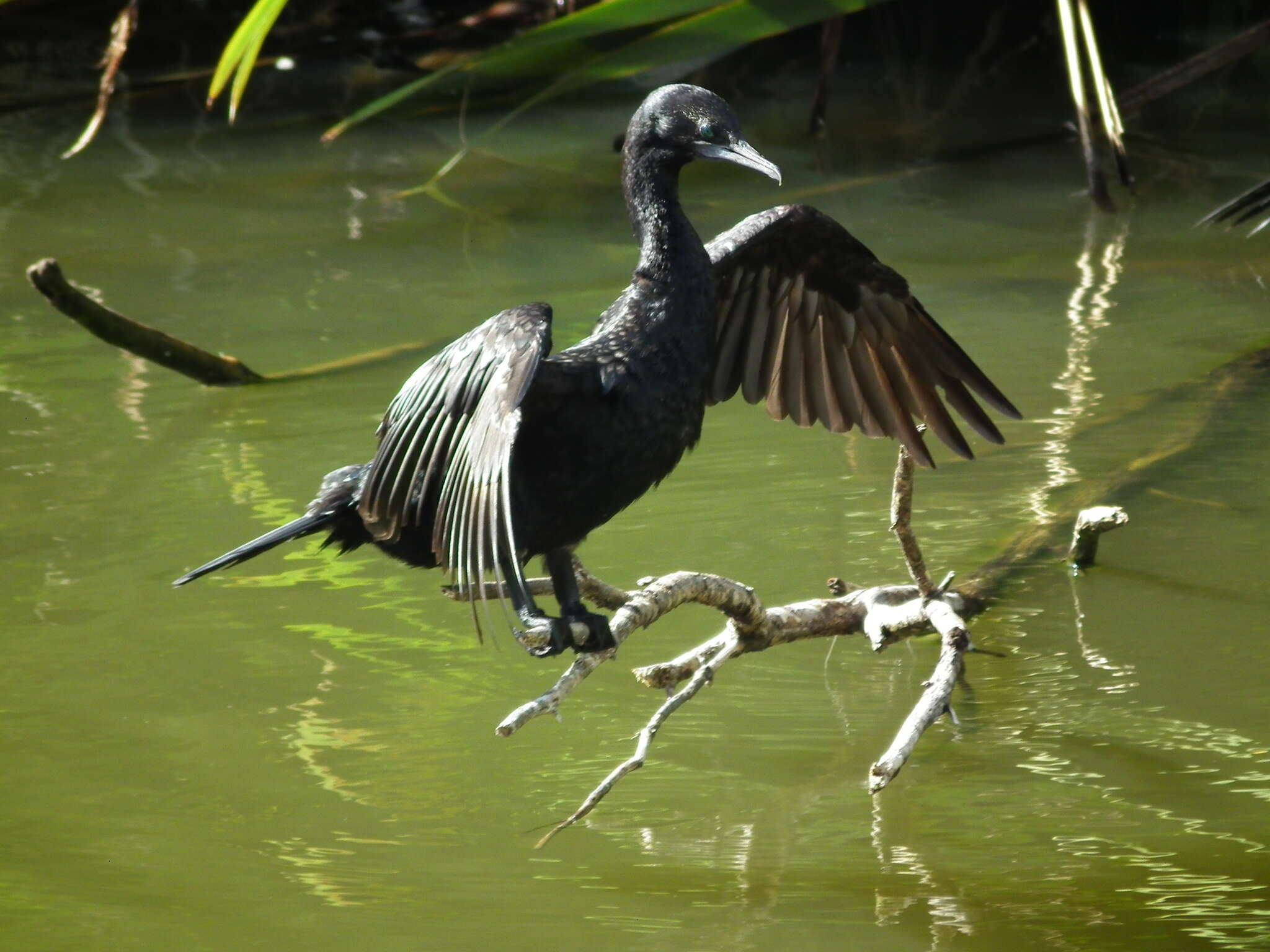 Image of Little Black Cormorant