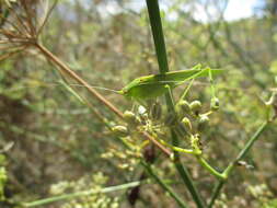 Image of Phaneroptera (Phaneroptera) sparsa Stål 1857