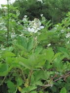 Image of Rubus silesiacus Weihe