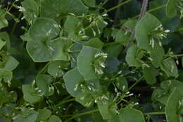 Image of miner's lettuce