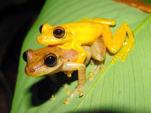 Image of Sipurio Snouted Treefrog