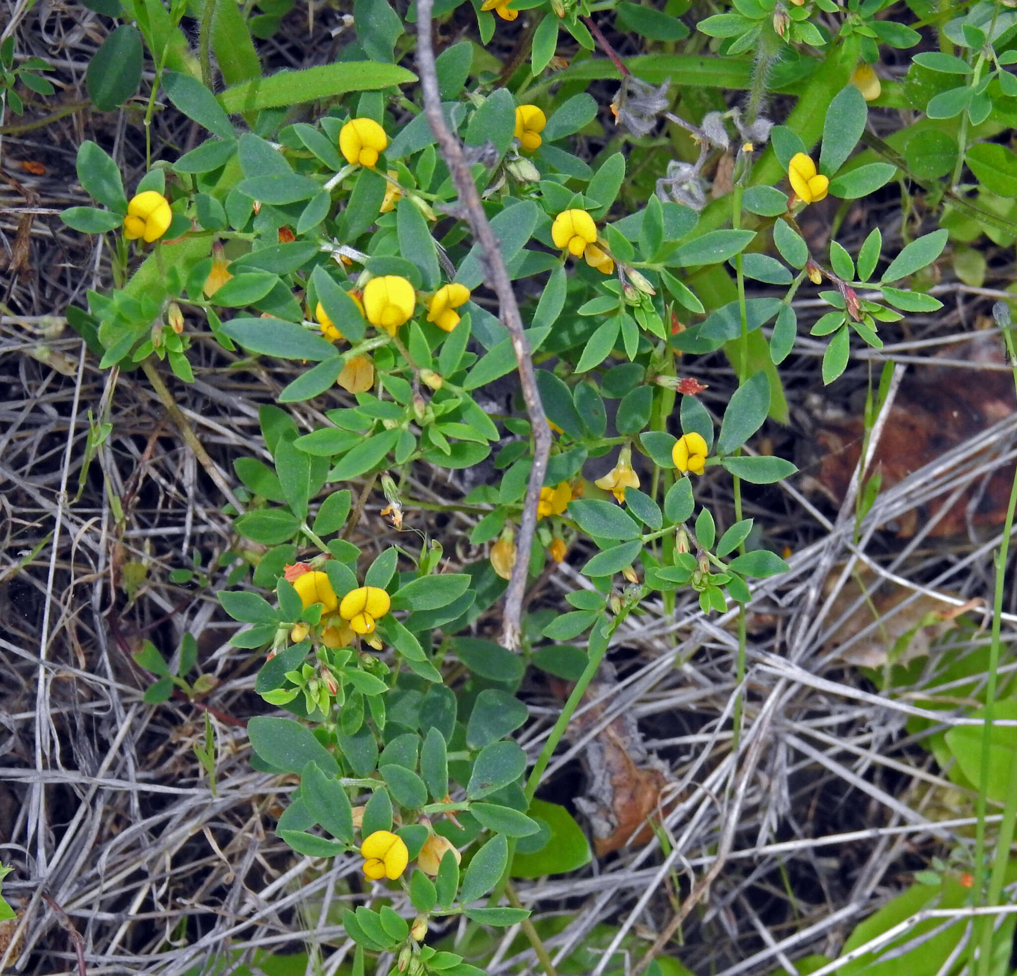 Image de Acmispon wrangelianus (Fisch. & C. A. Mey.) D. D. Sokoloff