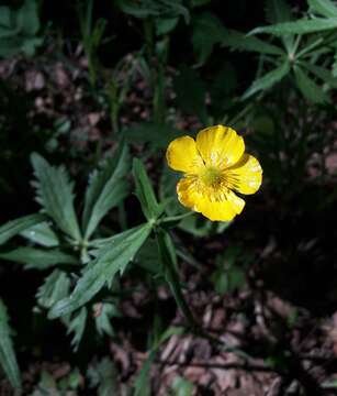 Image of Ranunculus cassubicus L.