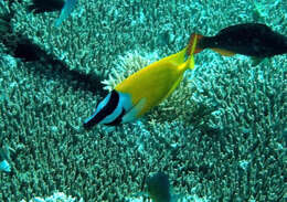 Image of Foxface rabbitfish