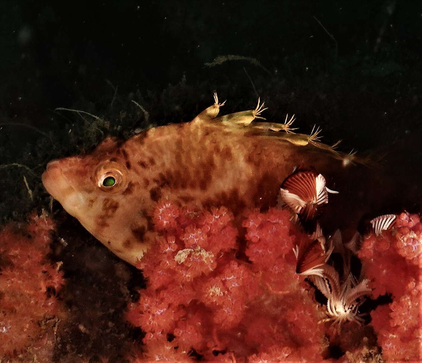 Image of Golden curlyfin