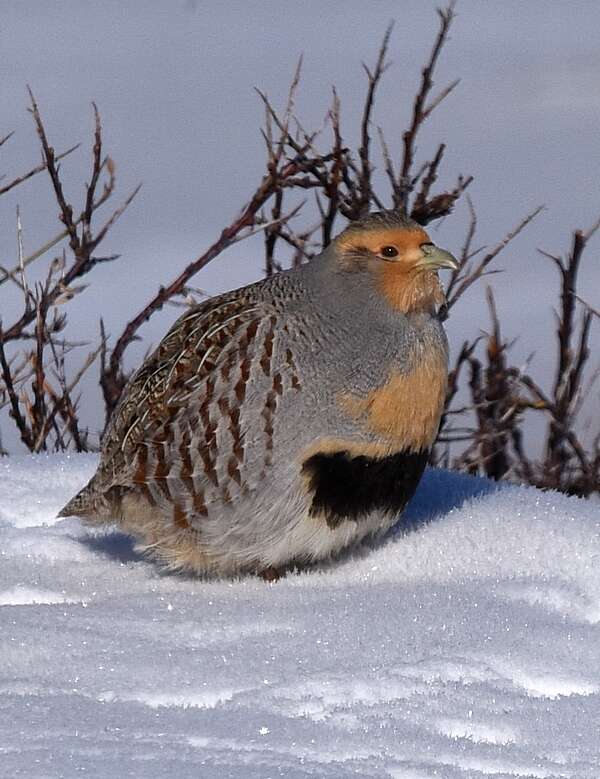 Image of Daurian Partridge