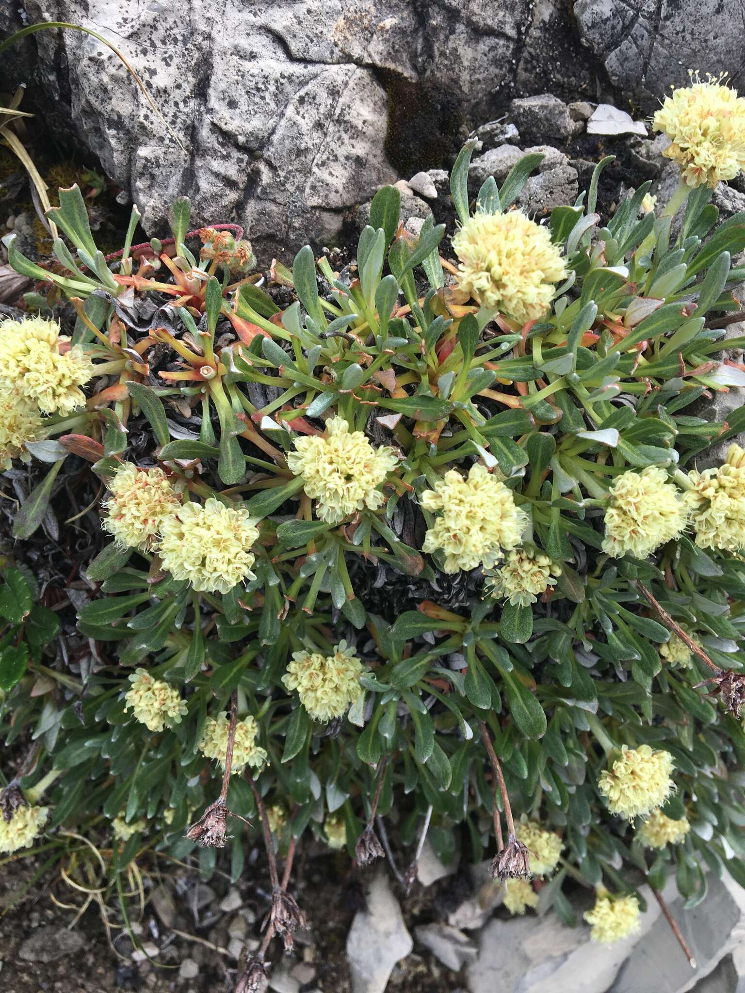 Image of rockjasmine buckwheat