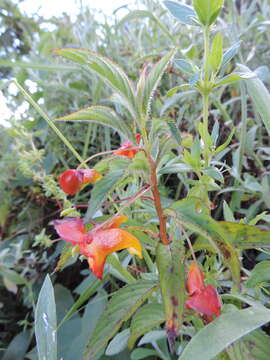 Image of Impatiens gomphophylla Baker