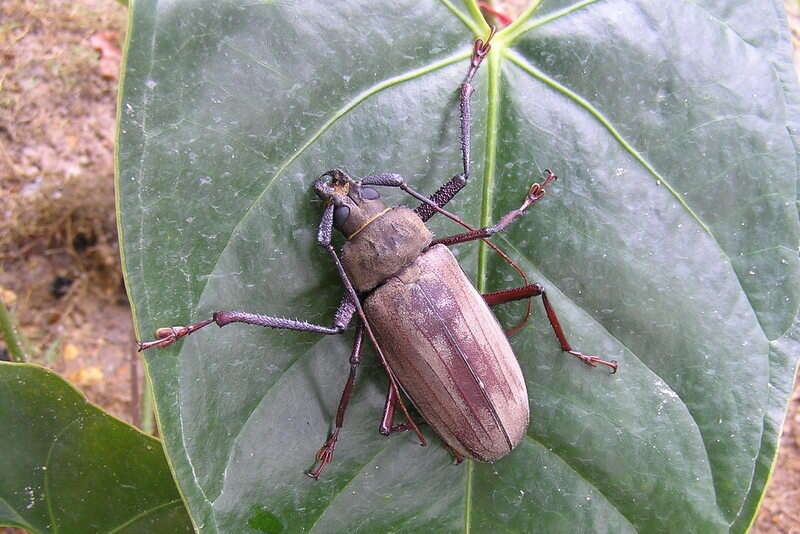 Image of Xixuthrus microcerus (White 1853)