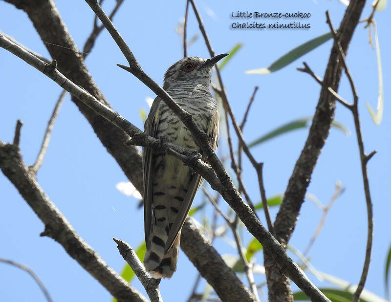 Image of Little Bronze Cuckoo