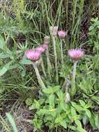 Image of Helichrysum vernum Hilliard