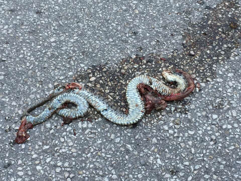 Image of Grass Snake