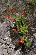 Image of Begonia cinnabarina Hook.