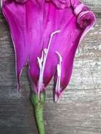 Image of ginger-leaf morning-glory