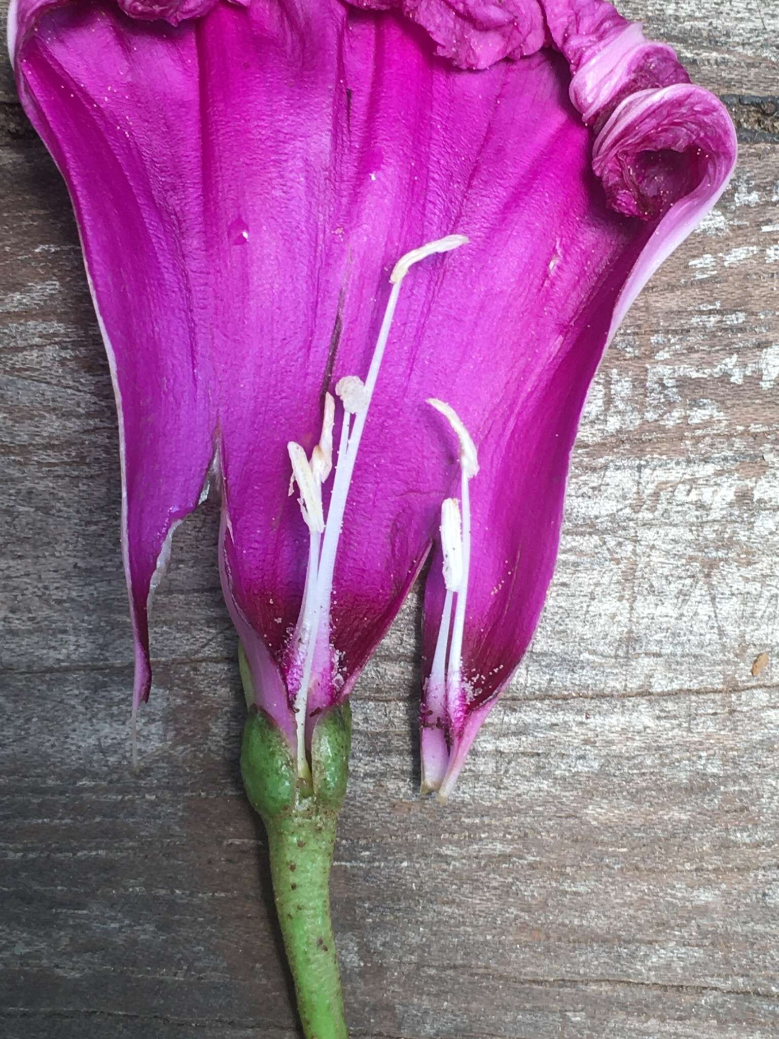 Imagem de Ipomoea asarifolia (Desr.) Roem. & Schult.