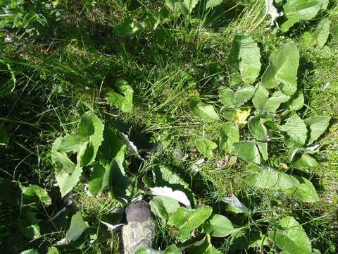 Image of arrowleaf sweet coltsfoot