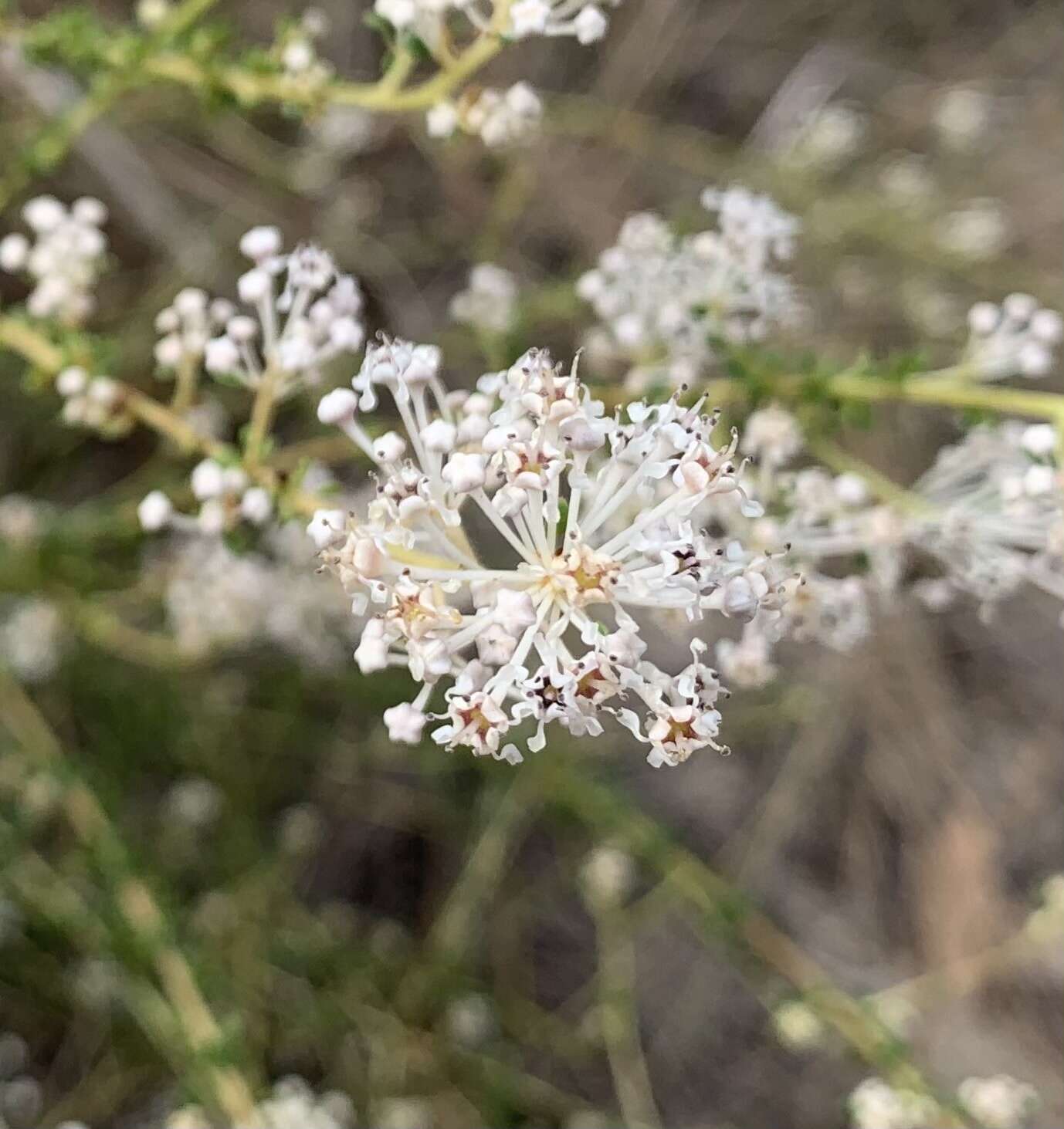 Image of littleleaf buckbrush