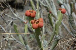 Слика од Euphorbia xylophylloides subsp. crassa (Cremers) S. Carter