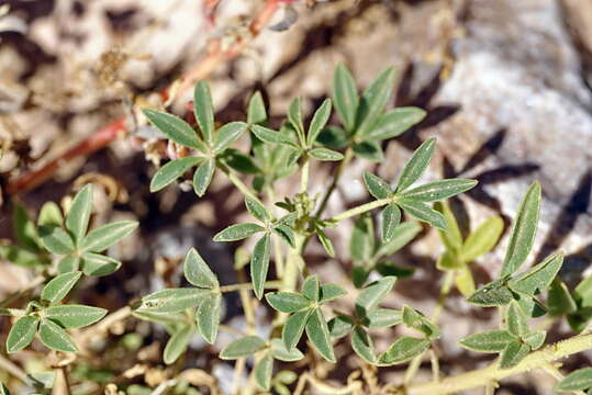 Plancia ëd Kersia foliosa (Hook. fil.) Roalson & J. C. Hall