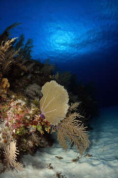 Image of Caribbean sea fan