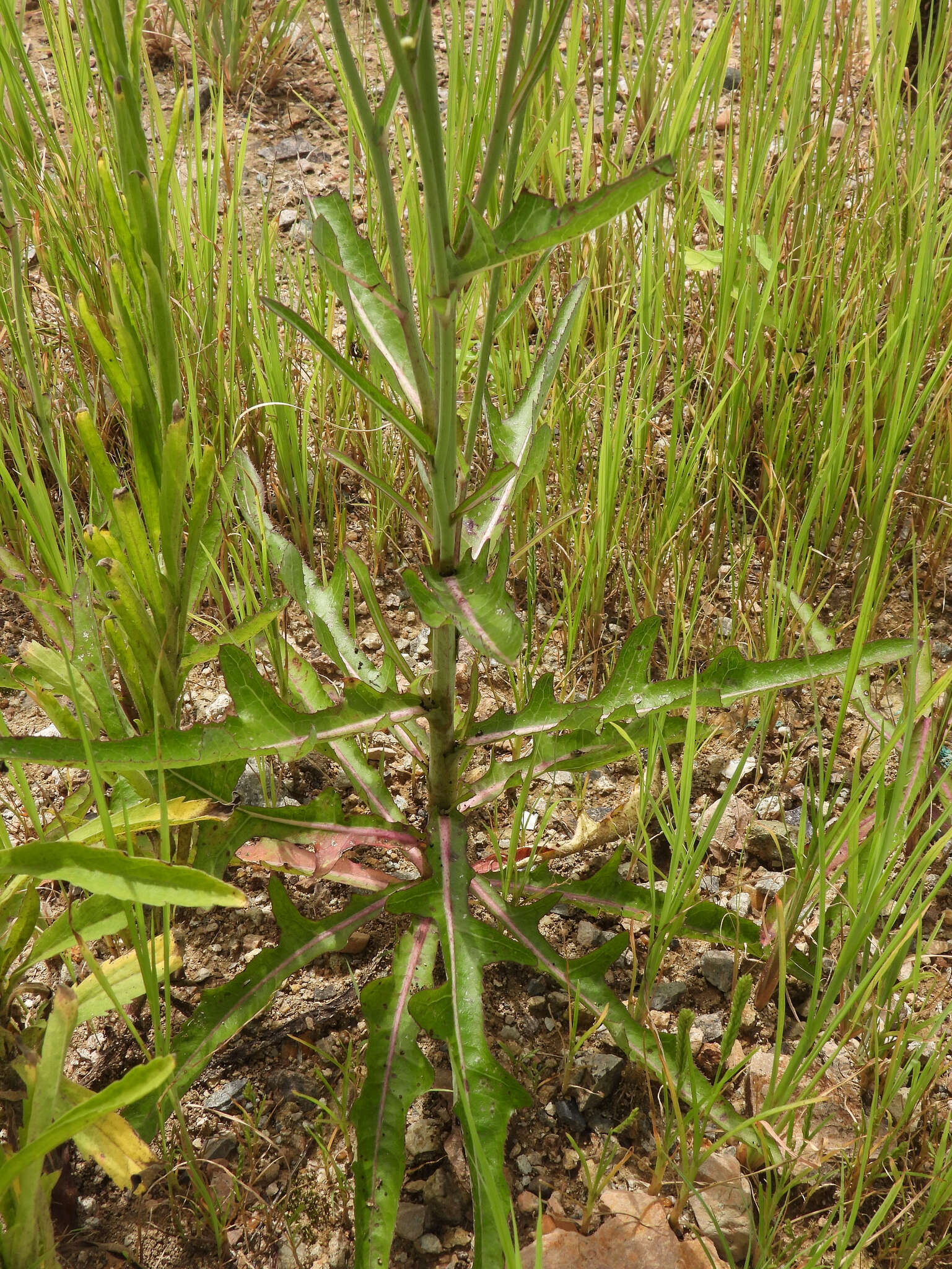 Image de Sonchus brachyotus DC.