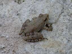 Image of slant-faced grasshopper