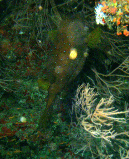 Image of Yellow boxfish