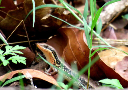 Imagem de Eutropis macularia (Blyth 1853)