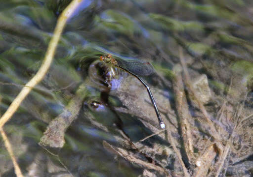 Image of Nesobasis rufostigma Donnelly 1990