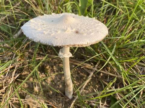 Image of Macrolepiota excoriata (Schaeff.) Wasser 1978