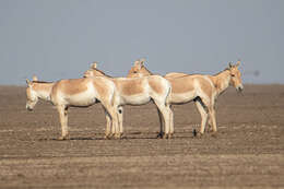 Image of Indian Wild Ass