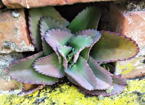 Image of Kalanchoe laetivirens Descoings