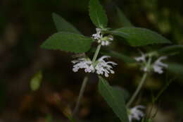 Matsumurella chinensis (Benth.) Bendiksby的圖片