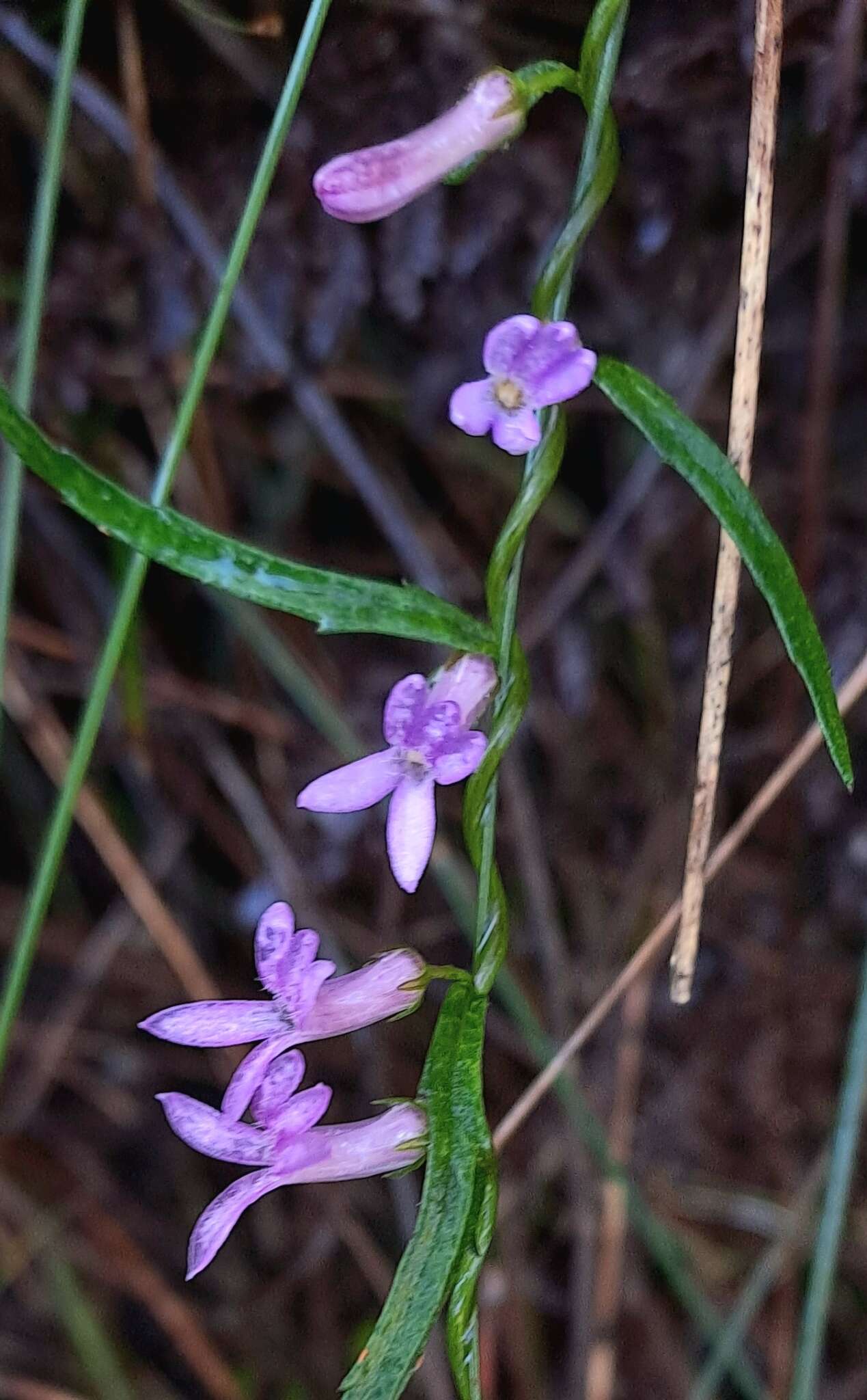 Image of Cyphia sylvatica Eckl. & Zeyh.