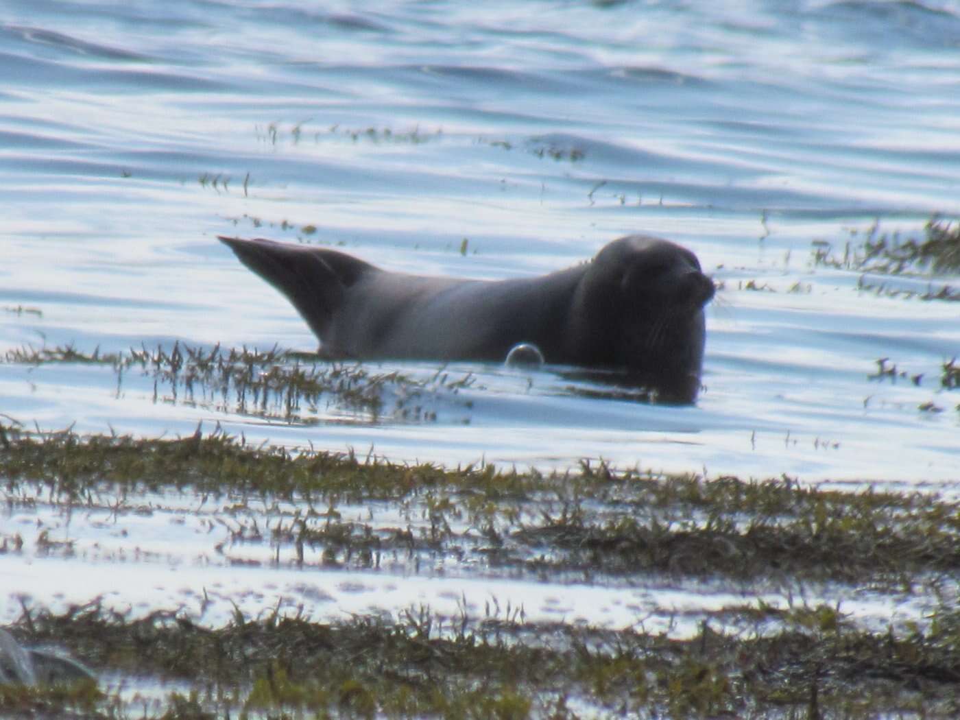 Image of Arctic ringed seal