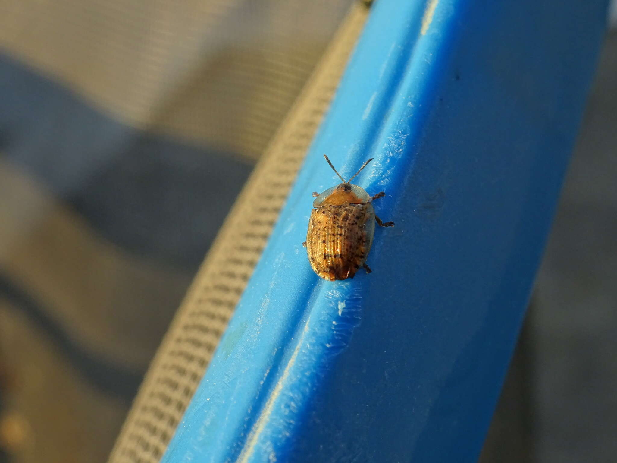 Image of Beet tortoise beetle