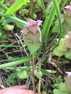 Image of purple archangel